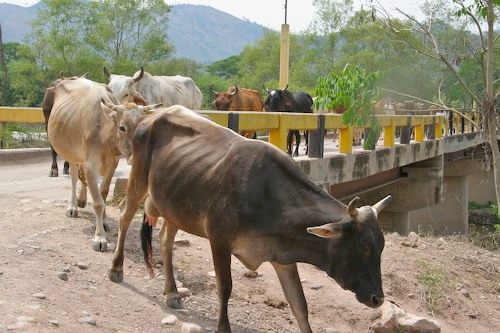 Cow Jam in Copan
