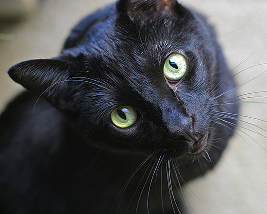 Black cat portrait 2