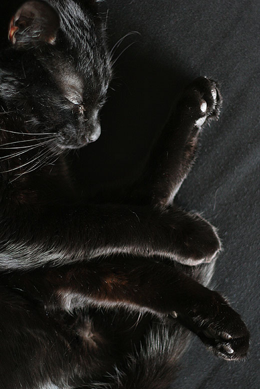 black cat crazy legs
