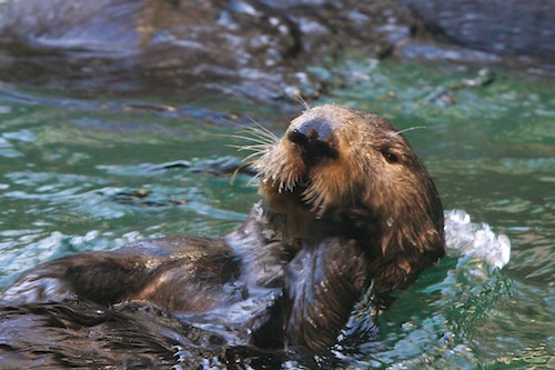 Seattle Aquarium Sea Otter