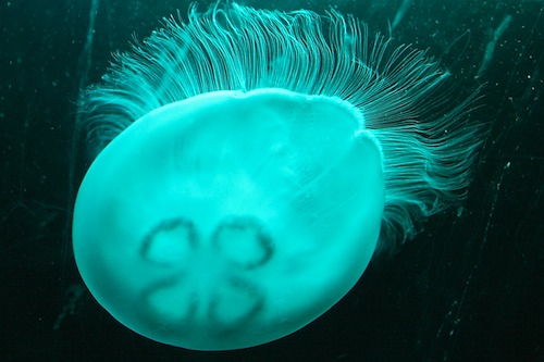 Seattle Aquarium Jellyfish