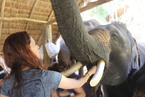 Feeding elephants at Patara Elephant Farm