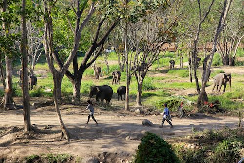 Patara Elephant Camp Overview