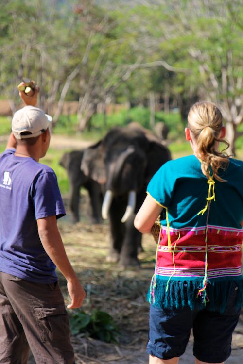 Missy approaches elephant