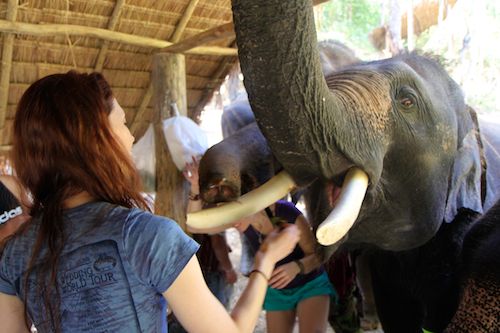 Feeding elephants at Patara Elephant Camp, Chiang Mai, Thailand