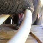 Elephant tusks at Patara Elephant Camp, Chiang Mai, Thailand