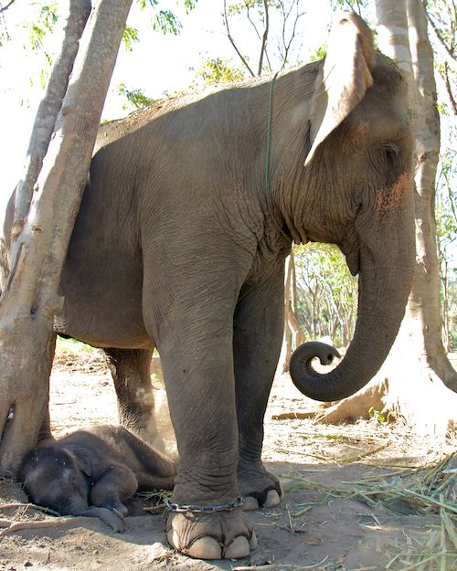 New baby elephant at Patara Elephant Camp, Chiang Mai, Thailand