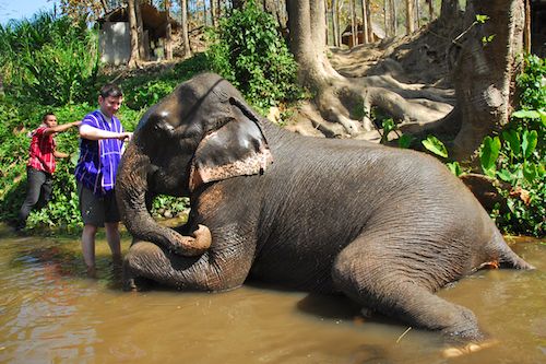 Cleaning elephant at Patara Elephant Camp, Chiang Mai, Thailand