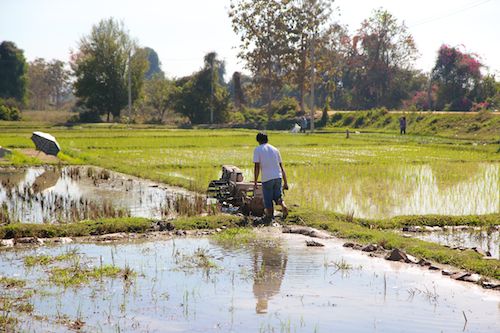 Sowing -- or mowing -- rice fields in Chiang Mai, Thailand