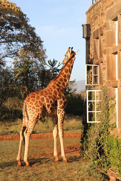 Giraffe at window of Giraffe Manor in Nairobi during Wedding World Tour