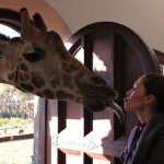 Giraffe Kissing April at Giraffe Manor in Nairobi during Wedding World Tour