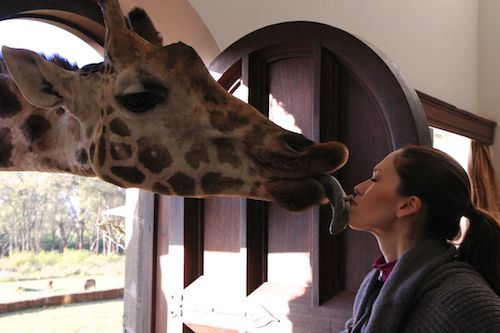 Giraffe Kissing April at Giraffe Manor in Nairobi during Wedding World Tour
