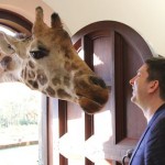 Giraffe Kissing Jason at Giraffe Manor in Nairobi during Wedding World Tour