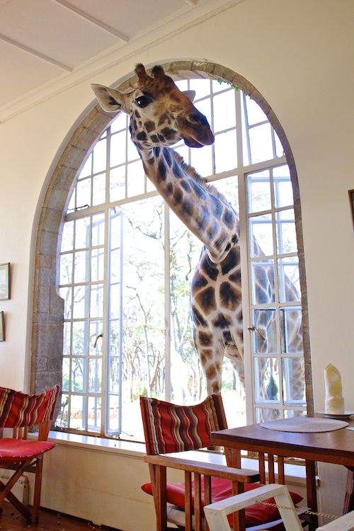 Breakfast at Giraffe Manor in Nairobi during Wedding World Tour