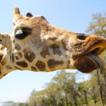 Feeding Lynn at Giraffe Manor in Nairobi during Wedding World Tour