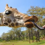 Feeding Lynn at Giraffe Manor in Nairobi during Wedding World Tour