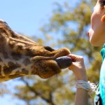 Feeding a giraffe at Giraffe Manor in Nairobi during Wedding World Tour