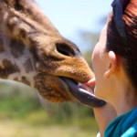 Feeding a giraffe at Giraffe Manor in Nairobi during Wedding World Tour