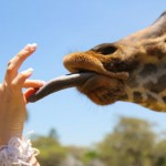 Giraffe tongue at Giraffe Manor in Nairobi during Wedding World Tour