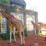 Giraffe eating at Giraffe Manor
