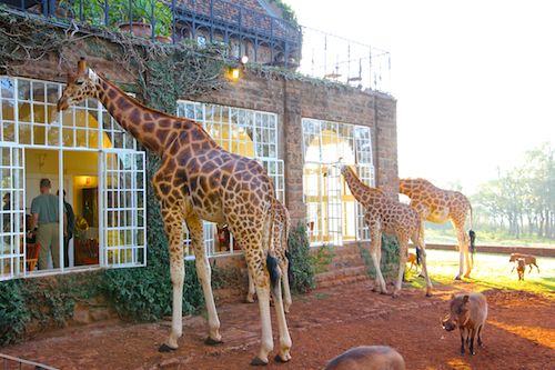 Giraffe eating at Giraffe Manor