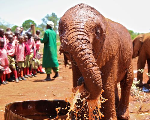 Elephant Orphanage in Nairobi, Kenya