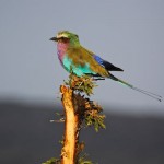 bird in masai mara or maasai mara