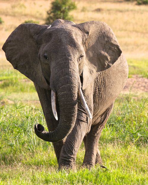 elephant in masai mara or maasai mara