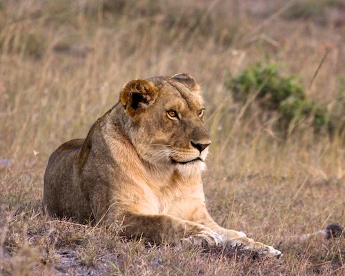 lion in masai mara or maasai mara